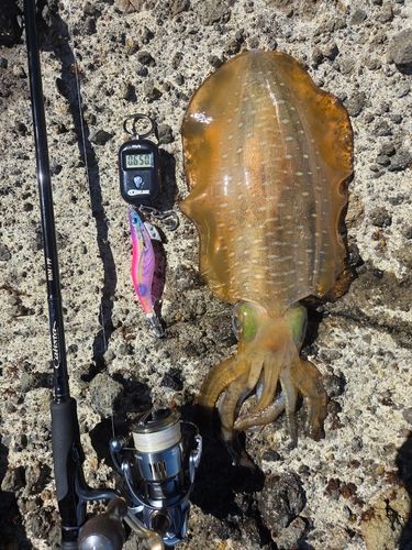 アオリイカの釣果
