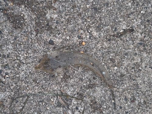 メゴチの釣果