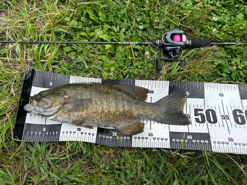 スモールマウスバスの釣果