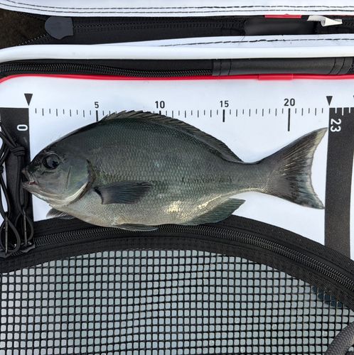 グレの釣果