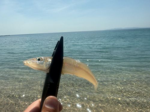 シロギスの釣果