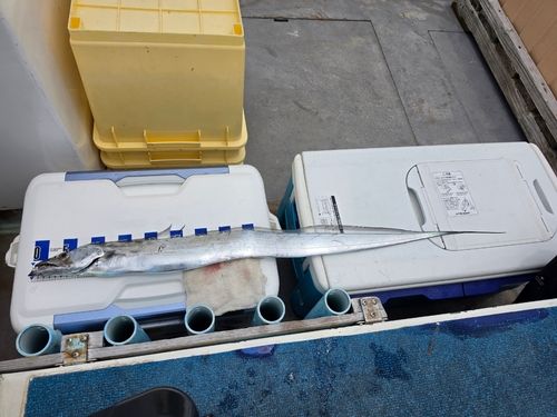 タチウオの釣果