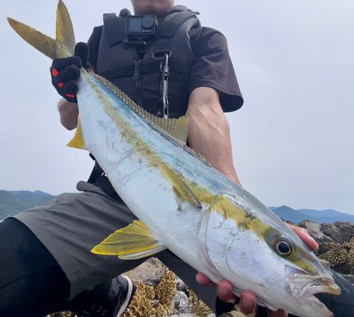 ヒラマサの釣果
