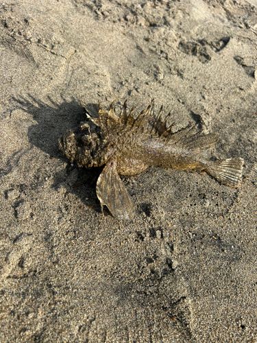 オニオコゼの釣果