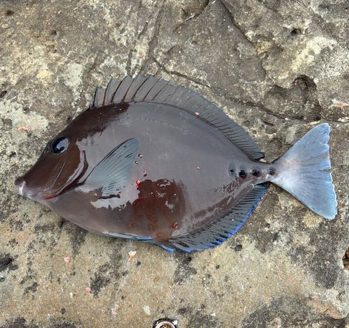 サンノジの釣果