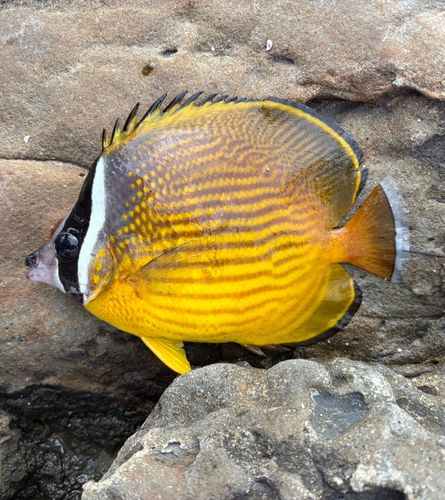 チョウチョウウオの釣果