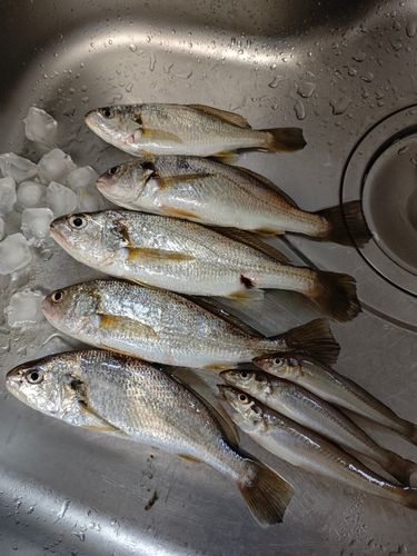 イシモチの釣果