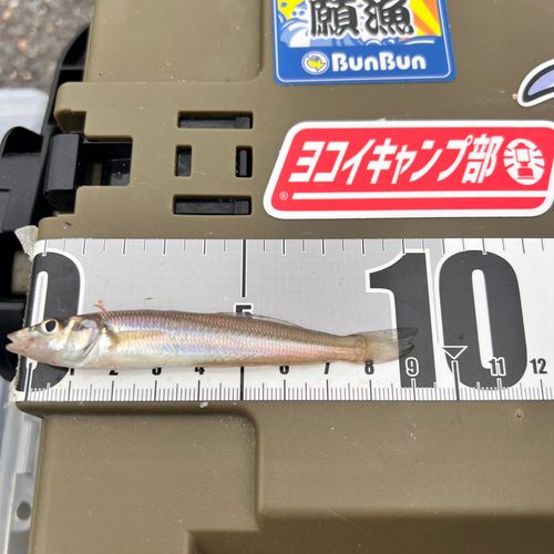シロギスの釣果