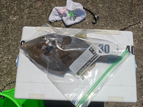 ウマヅラハギの釣果