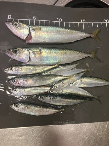 サバの釣果