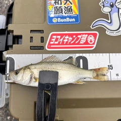 セイゴ（タイリクスズキ）の釣果
