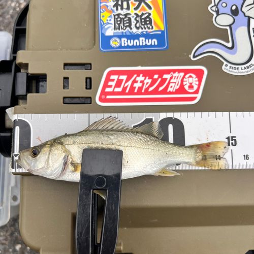 セイゴ（タイリクスズキ）の釣果