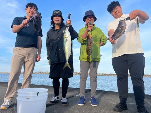 ヒラマサの釣果