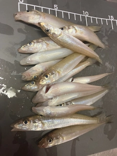 キスの釣果