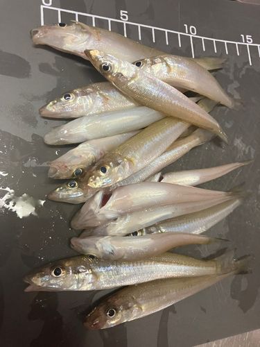 キスの釣果