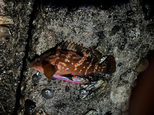 キジハタの釣果