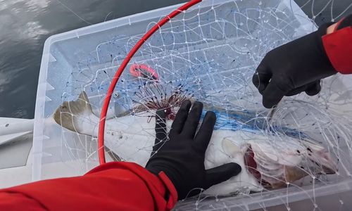 ヒラメの釣果