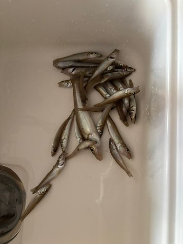 キスの釣果