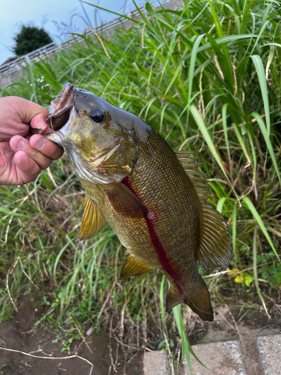 DAIWA 18ハートランド 721HRB-18の最安値・インプレ・釣果 | 本音の
