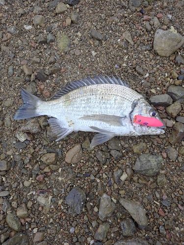 ミナミクロダイの釣果