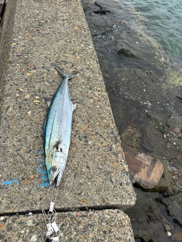サゴシの釣果
