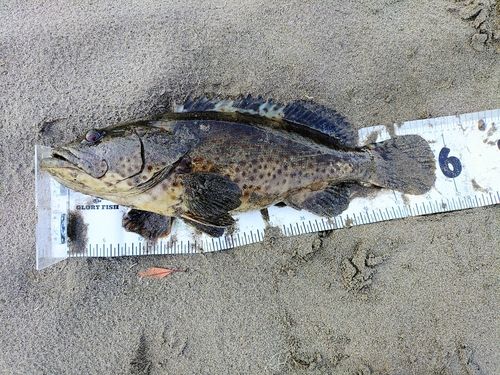 チャイロマルハタの釣果