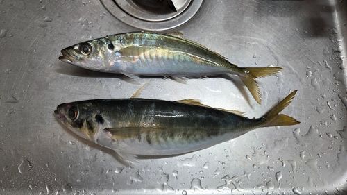 アジの釣果