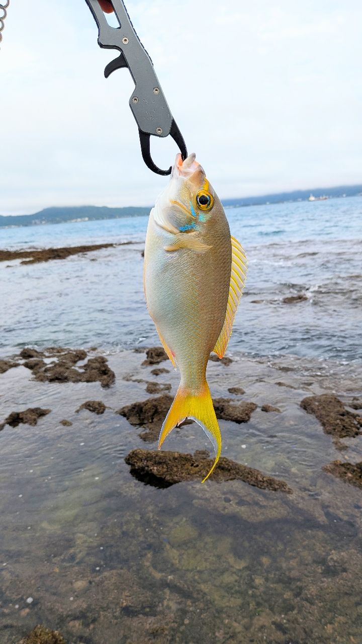 ヤミハタの釣果写真