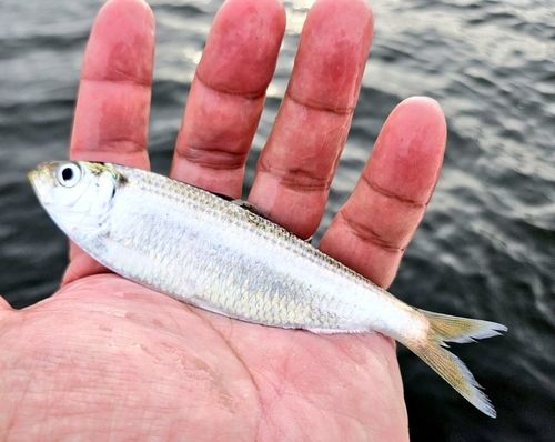 サッパの釣果