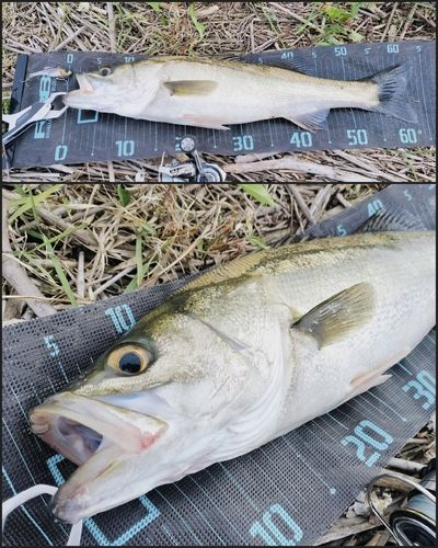 シーバスの釣果