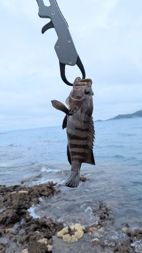 ヤミハタの釣果