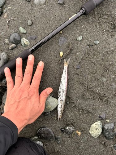 カマスの釣果
