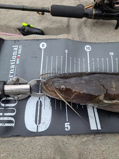 ナマズの釣果