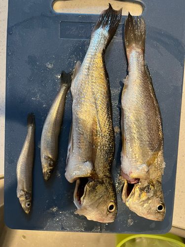 シログチの釣果