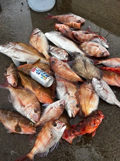 マダイの釣果