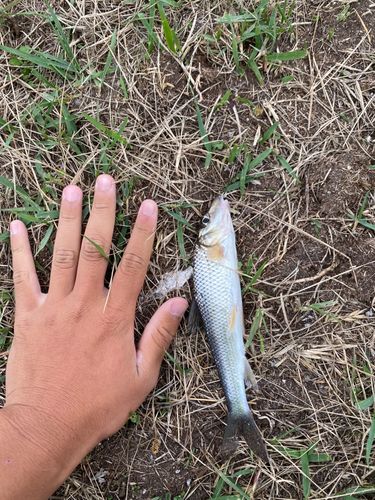 ニゴイの釣果
