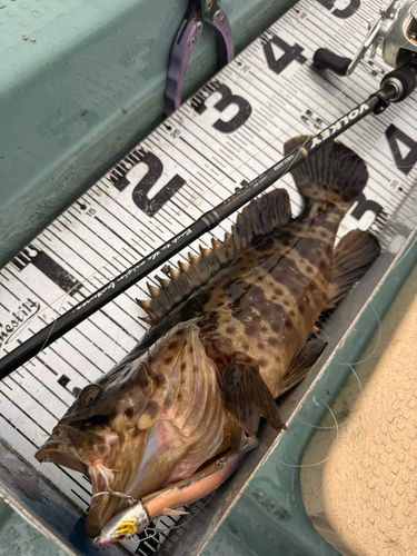 チャイロマルハタの釣果