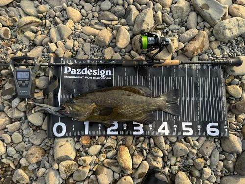 スモールマウスバスの釣果
