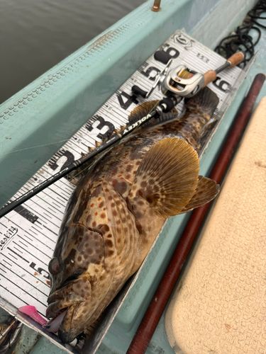 チャイロマルハタの釣果