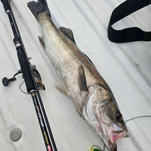 マルスズキの釣果