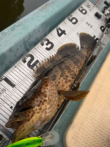 チャイロマルハタの釣果