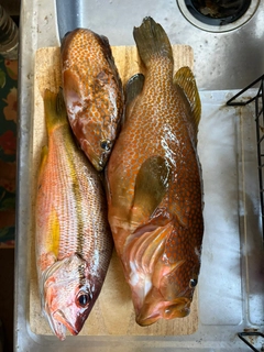キジハタの釣果