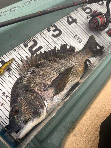 チヌの釣果