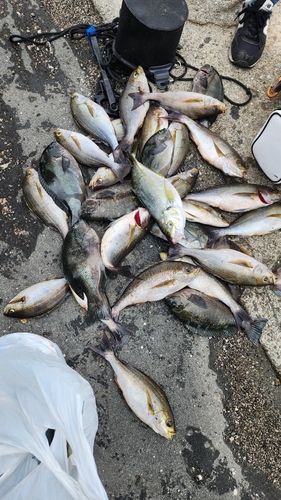 イサキの釣果