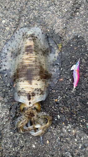 アオリイカの釣果