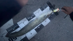 ナマズの釣果