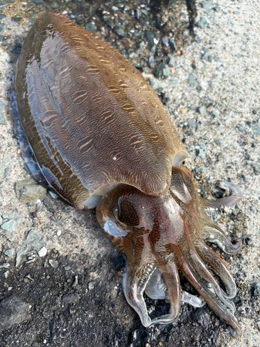 モンゴウイカの釣果