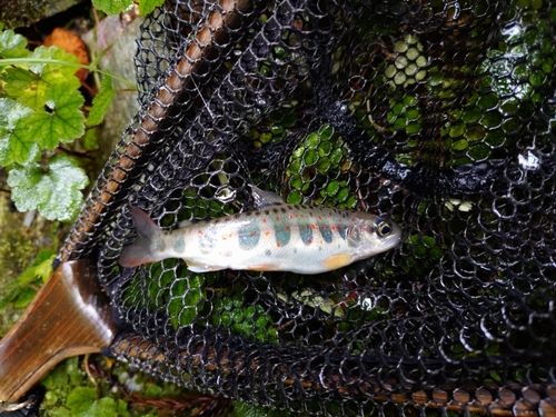 アマゴの釣果