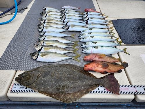 ヒラメの釣果