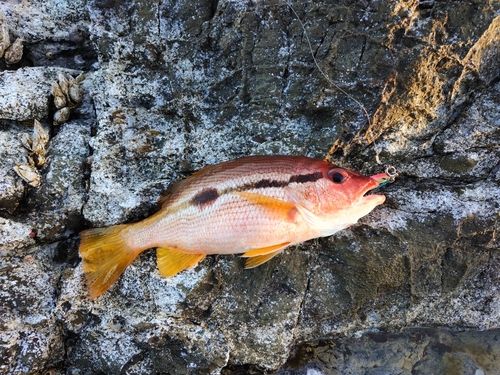 ヨコスジフエダイの釣果